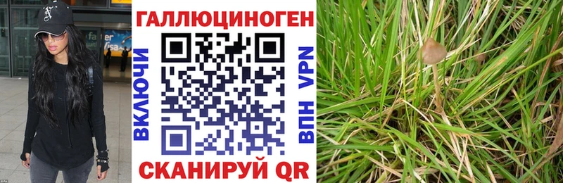 купить наркотик  Еманжелинск  omg   Галлюциногенные грибы Psilocybe 